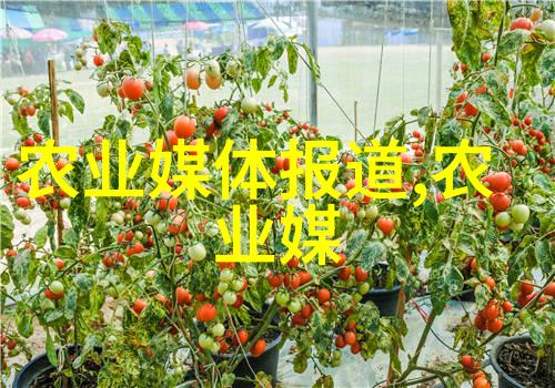 爱情的化学反应科学家与心灵的碰撞