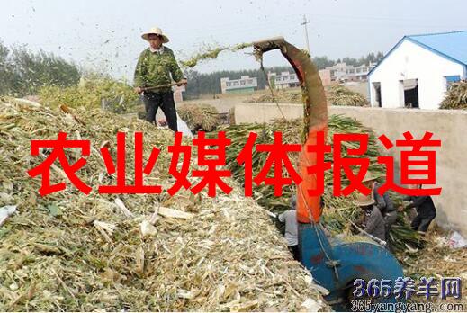 翡翠药园一年一收的珍贵草本