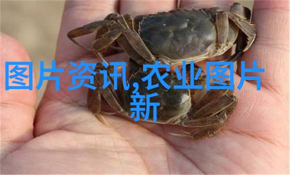 永年大棚蔬菜种植分布概览