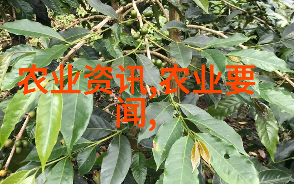 适合家里种的水果我家的园丁小试牛刀从零到英雄的柑橘之旅