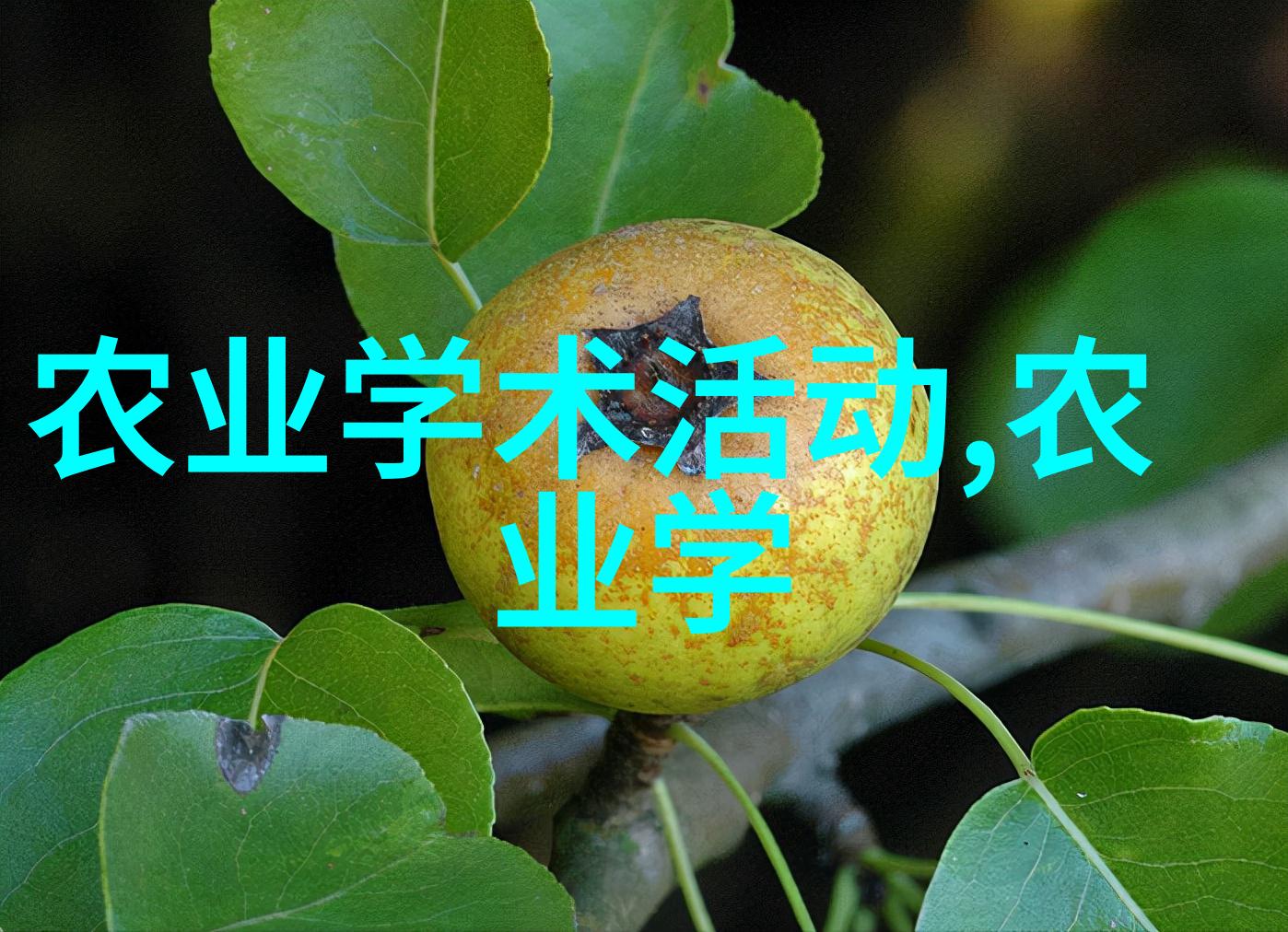 园艺新宠15公分白蜡树的价格探究