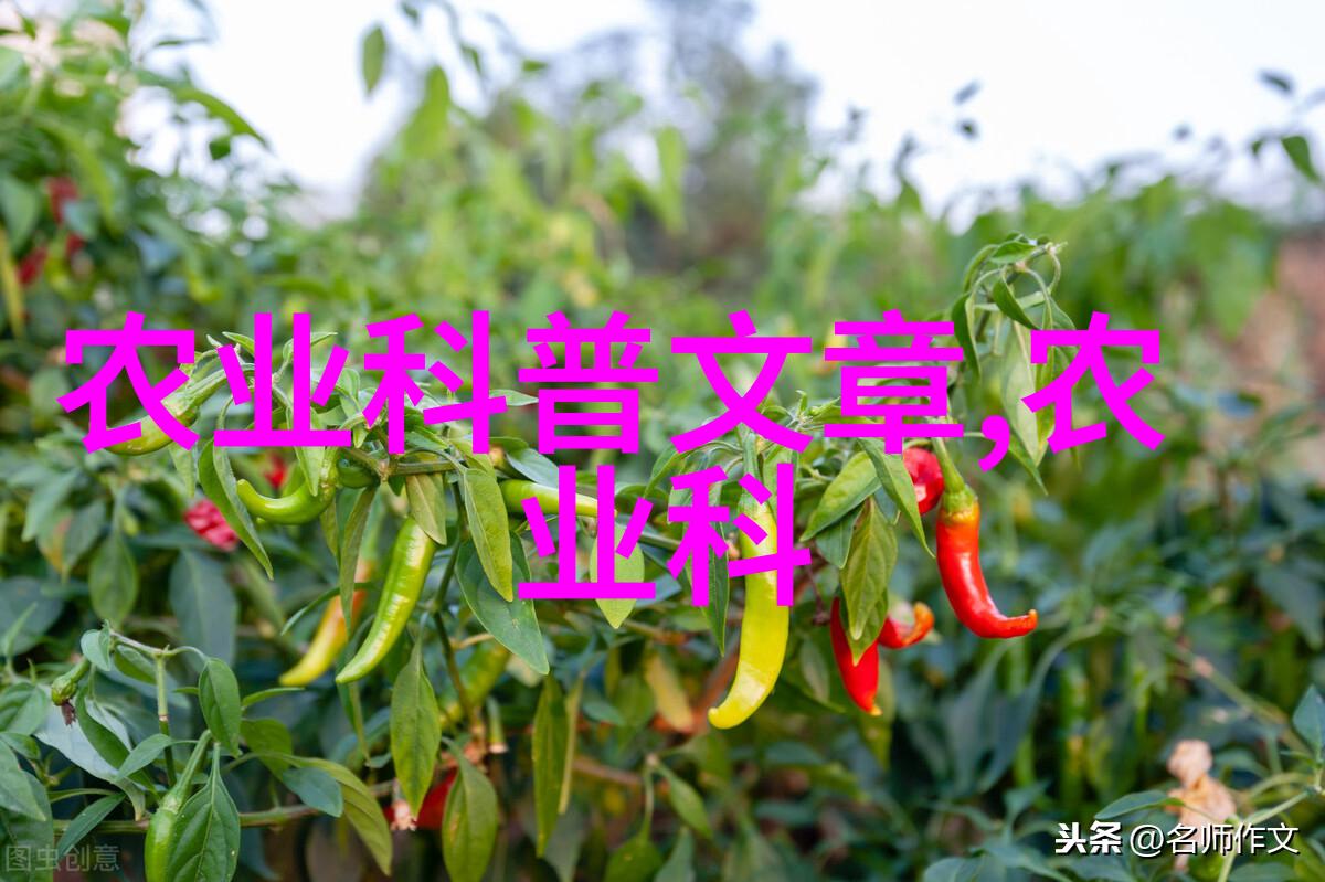专用工具养蜂蜜蜂的守护者与工匠