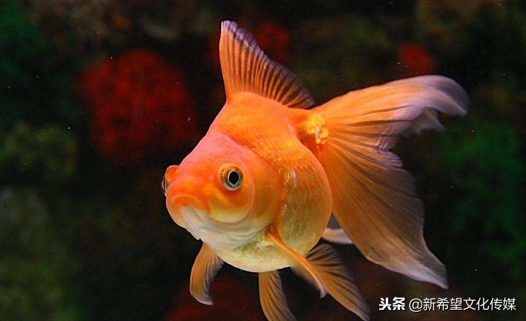 农用机械app平台-智慧耕作如何通过农用机械app平台提升农业生产效率