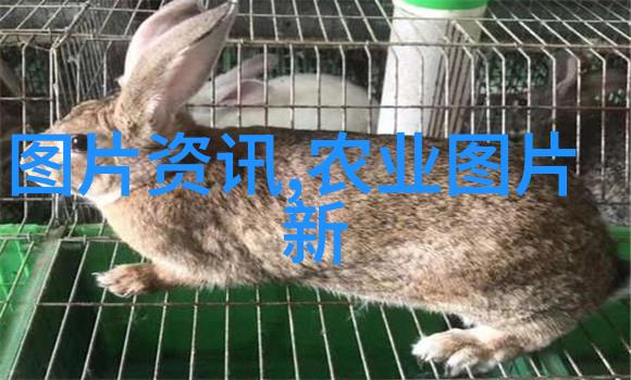 绿茵翠叶与数字化光芒三菱药材种植市场前景的双重奏鸣