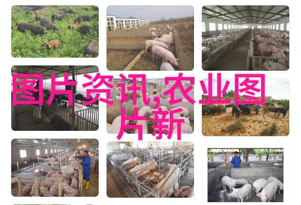 云南大理青龙谱药材市场的秘密花园