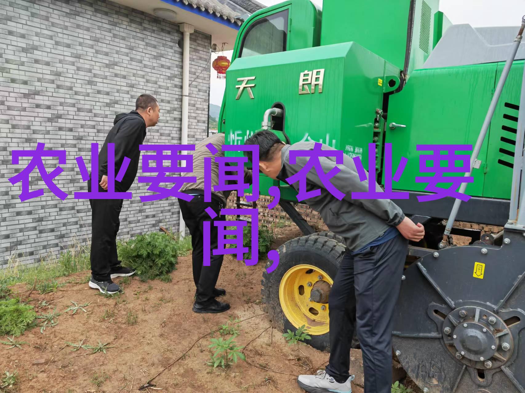 羊群中的领袖肉羊的成长与管理