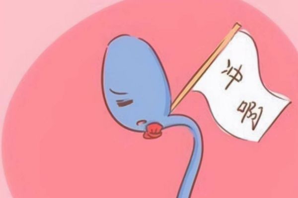 鸡爪槭价格12公分-翠绿鸡爪槭小盆栽精美生活品质的选择