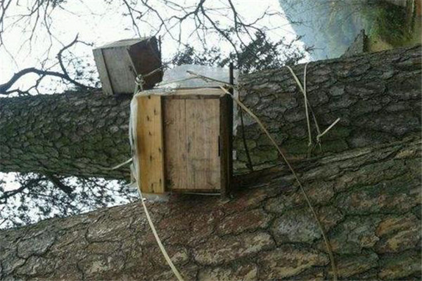 生猪养殖技术培训-优化育肥流程提升现代生猪养殖业效益