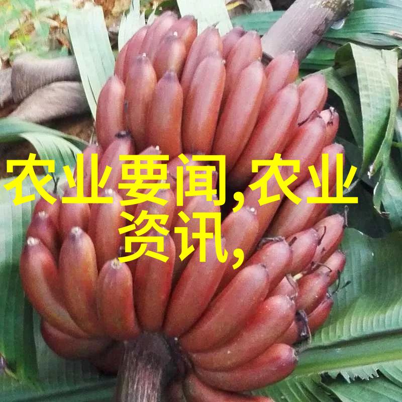 广西药材宝库探索南国珍草的秘密