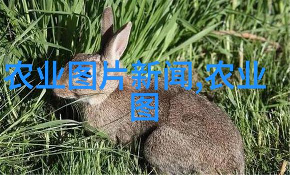 深度探究黄鳝养殖技术的创新与实践