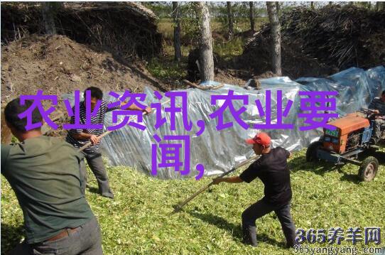 深度分析烘焙过程乌龙茶烘焙程度对口感有何影响