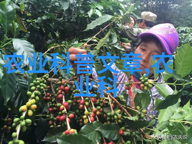 健康生活-芝麻油的美味与营养如何将它融入日常饮食