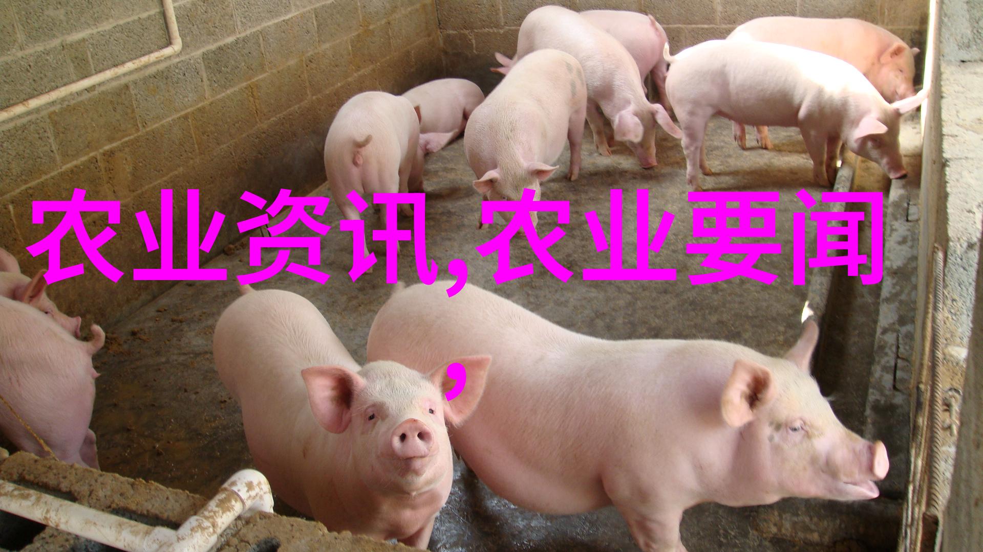 水果园艺入门如何选择合适的种植地点