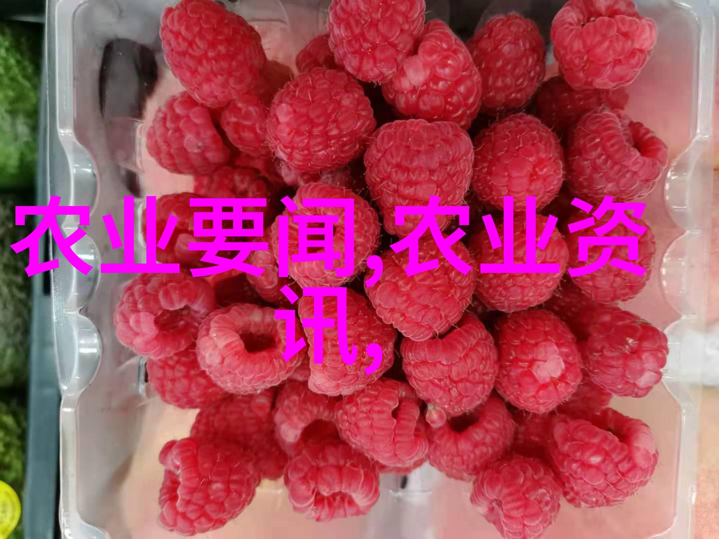 牧场之谜关中奶山羊养殖的秘密