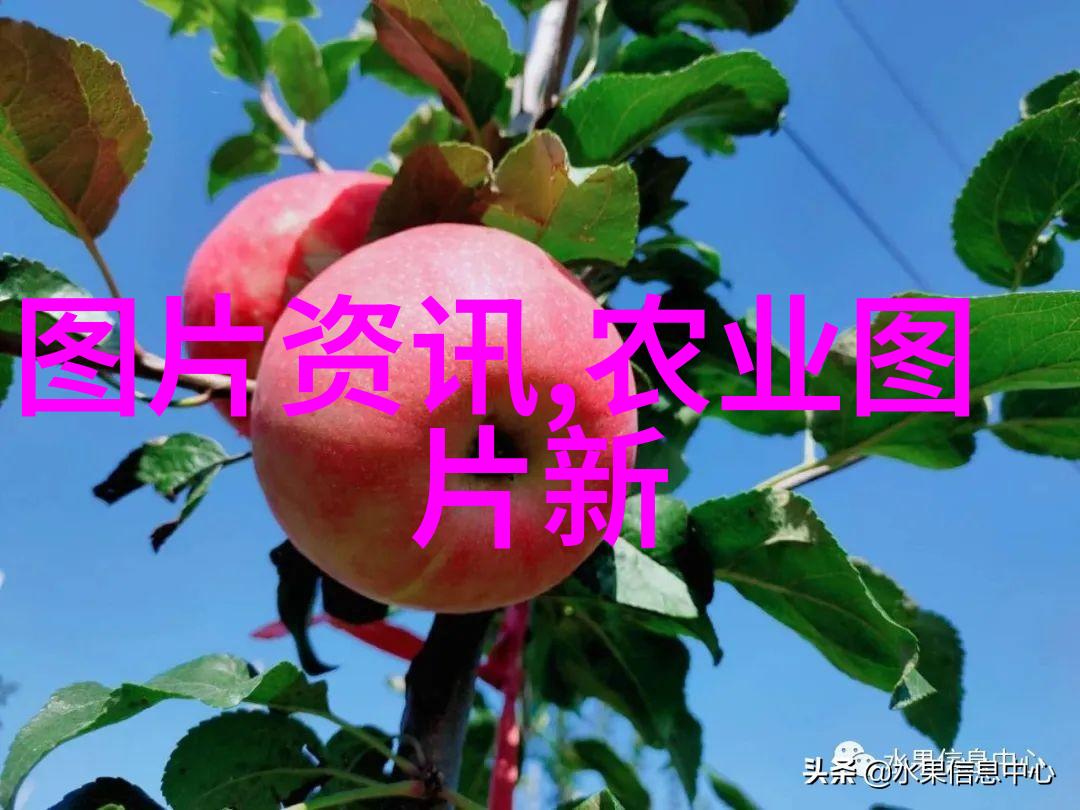 春日绽放花卉种植床的魅力与技巧