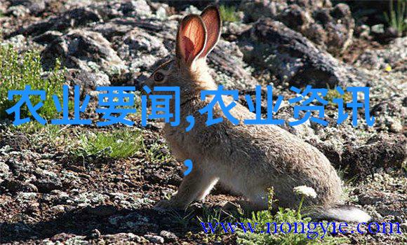 常见的绿化苗木品种-美丽庭院的选择知名树木及其特点概述