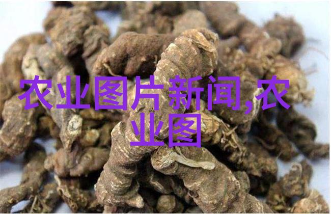金色颗粒的守望者玉米种子的故事