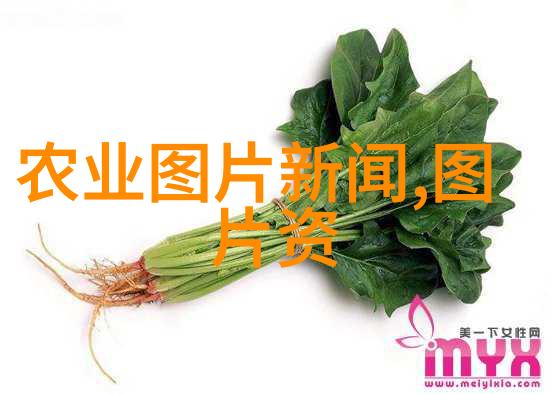 花卉种植创业家庭花园经济的可行性探究