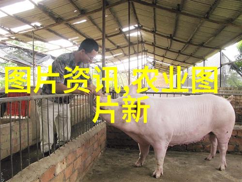 饲育艺术掌握正确的喂食方法和时间安排