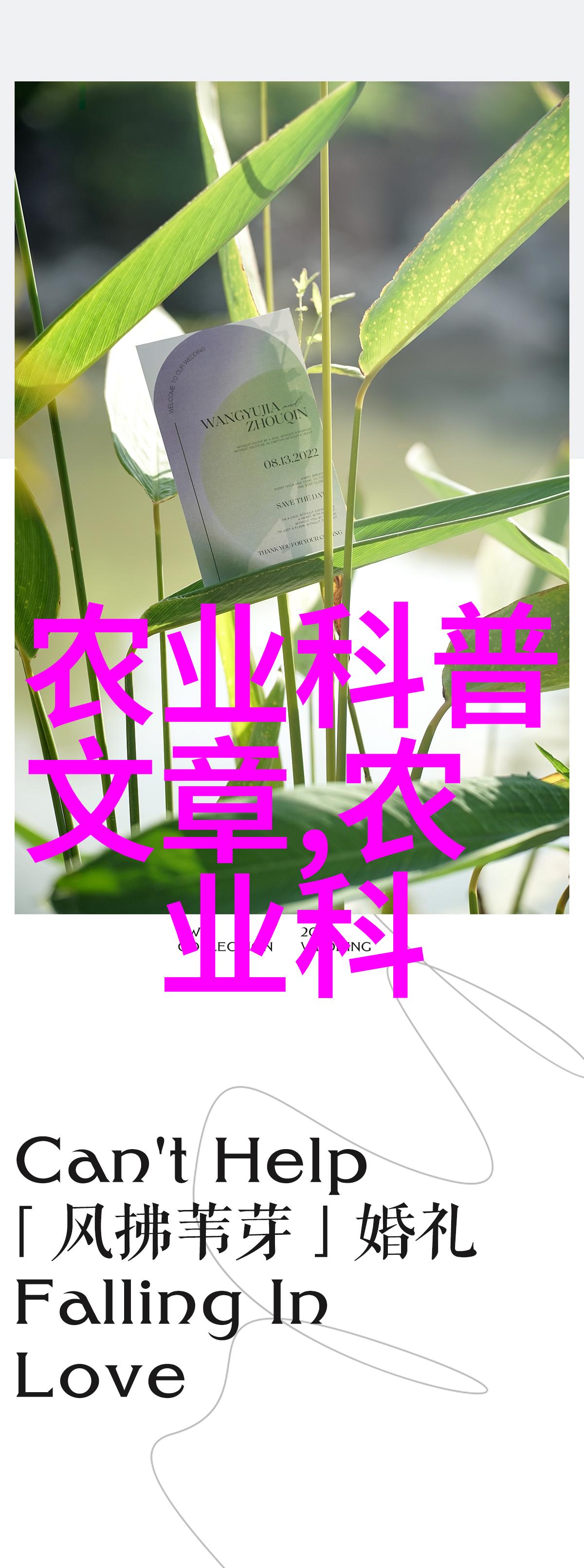 蔬菜种植时间表一年四季的收获指南