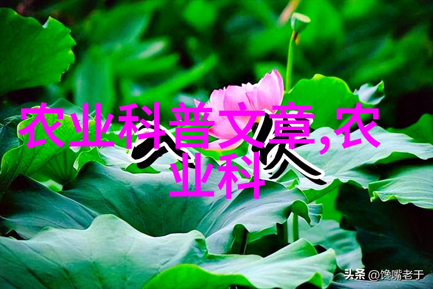 药材种植指南选择性强耐旱适宜的常见中药材