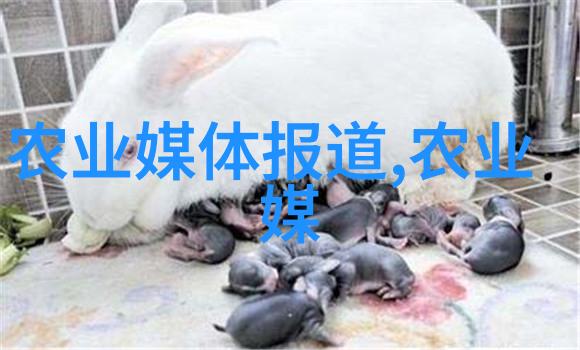 农村前景最好的养殖业我眼中的金钱树那些让人赚大钱的乡村养殖秘籍