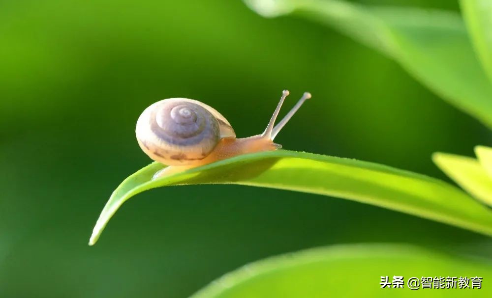 百元金针与千元草根揭秘高价药材背后的奇迹与欺骗