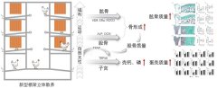 研究发现新型栖架立体散养方式可改善蛋鸡骨骼