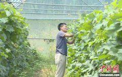 山东安丘“新农民”用对广阔田野的热爱描绘出