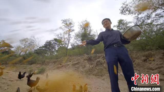 张晓东生态养殖场的“走地鸡”。安丘市委宣传部供图/