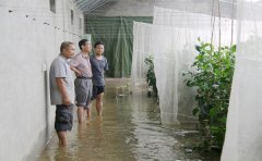 植保所廊坊试验基地加快排水自救抗灾（二）-