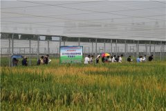 水稻所向五省科研单位现场展示优异种质资源