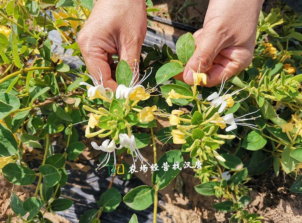 鏂伴椈鍐滀笟鍥剧墖澶у叏_涓浗鍐滀笟鏂伴椈缃慱鍐滀笟鍥剧墖鏂伴椈/