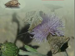 创新内蒙古草地害虫绿色防控 保护草原生态安全