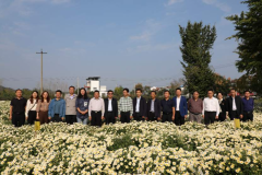 人民日报  我国科学家解决福白菊连作难题-