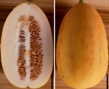 中国科学报 首个半野生型单倍型甜瓜T2T基因组装