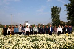 人民日报 我国科学家解决福白菊连作难题
