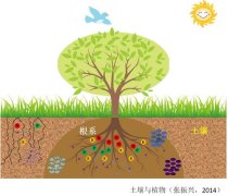 土壤植物的母亲----中国科学院带农业生态研究所