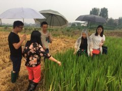 水稻不育系巨风2A通过种子纯度鉴定 - 科研成果
