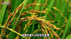 光明网 破解水稻种间生殖隔离谜题 院士团队发现
