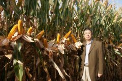 玉米单产突破1500公斤再创全国高产纪录-