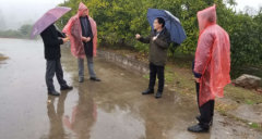 柑橘洪涝灾害应对措施