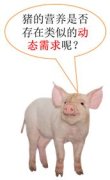 动物营养如何利用生物钟爆发洪荒之力----中国科