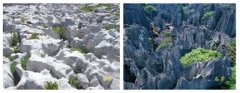 喀斯特奇观溶沟石芽与石林----中国科学院带农业