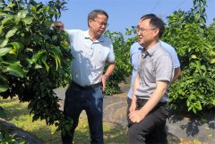 筑牢种业创新基础打造宜昌柑橘芯片 市农科院与