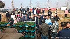 全省冬闲田油菜轻简化高效生产观摩会在当阳举