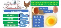研究揭示低聚果糖可改善蛋鸡生理状态和鸡蛋品