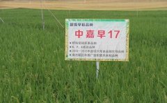 惊人的 回望10年国家农业科研队做了这些伟大的