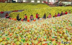 农业梅牌水果销往五大洲做大做强特色农业产业