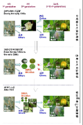黄河流域Bt棉花种植面积的下降加重了棉铃虫对玉